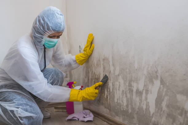 Best Fast Mold Removal  in Milmay, NJ