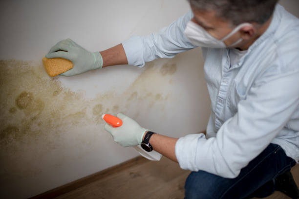 Best Mold Remediation Experts  in Milmay, NJ