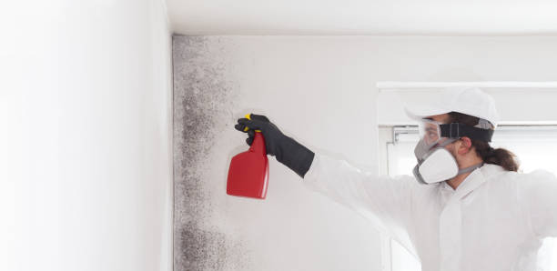 Best Black Mold Removal  in Milmay, NJ