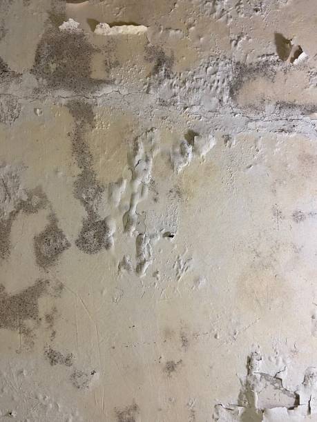 Best Mold Removal Process  in Milmay, NJ
