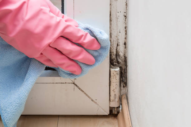 Best Emergency Mold Removal  in Milmay, NJ