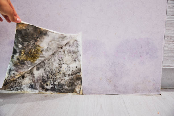 Best Attic Mold Removal  in Milmay, NJ